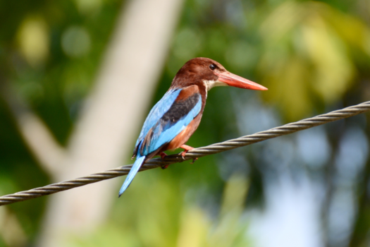 Sri Lanka - Ijsvogel in  Sri Lanka