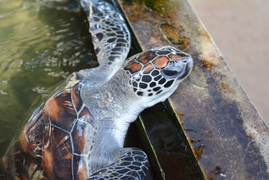 Sri Lanka - Schildpad  kwekerij Sri Lanka