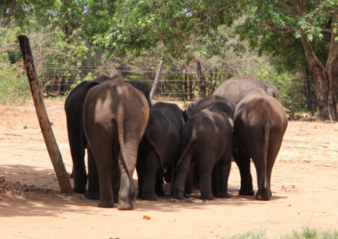 Sri Lanka - alle slurven  dezelfde kant op