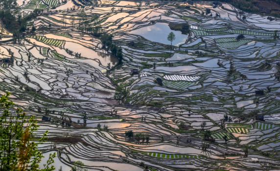 Yunnan provincie - Rijstterrassen in de winter omgeving Yuanyang