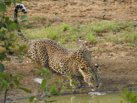 Sri Lanka - Prachtig wild