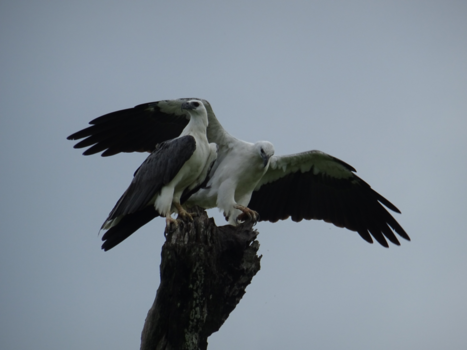 Sri Lanka - Kaudulla Eagles