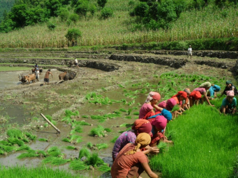 Nepal - Aan het werk in een rijstveld