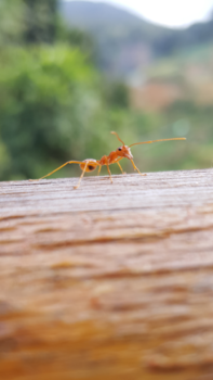 Sri Lanka - Wij waren hier eerst😉