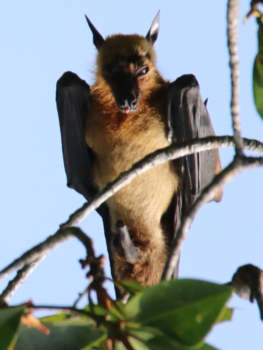 Sri Lanka - Voor paal hangen...