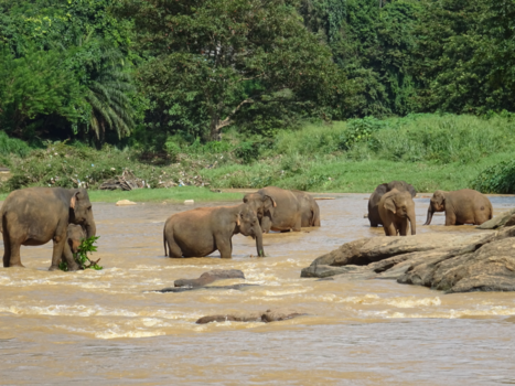 Sri Lanka - Pinnawala