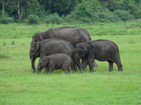 Sri Lanka - Kaudulla National Park