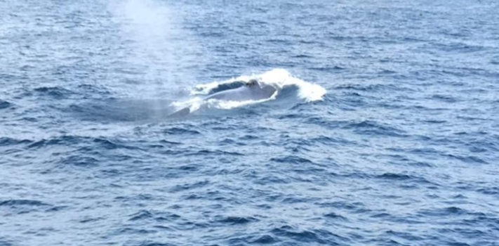 Sri Lanka - Whale watching - Mirissa