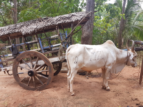 Sri Lanka - Sri lanka taxi