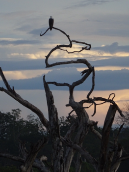 Sri Lanka - Eagle - Yala National Park