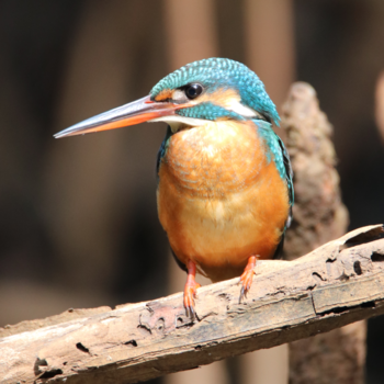 Sri Lanka - Prachtige ijsvogel