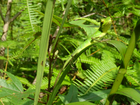 Sri Lanka - Zoekplaatje! - Sinharaja Rainforest