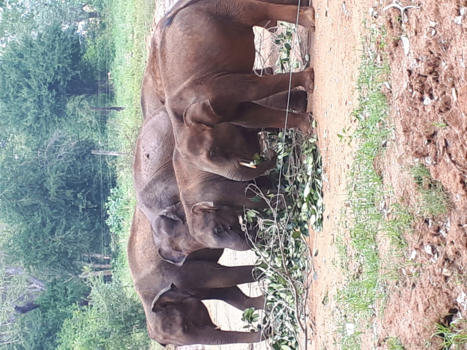 Sri Lanka - Weeshuis voor olifanten