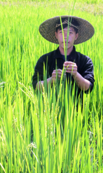 Luang Prabang - Learning all about rice