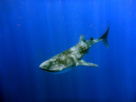 Filipijnen - Walvishaai, wow!