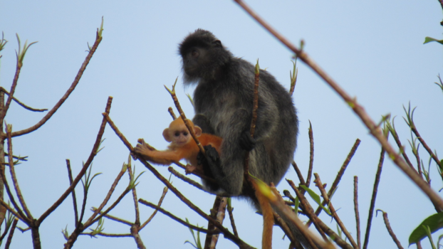 Rondreis door Maleisisch Borneo - Borneo Jungle