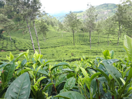 Sri Lanka - Theeplantages van lipton's seat