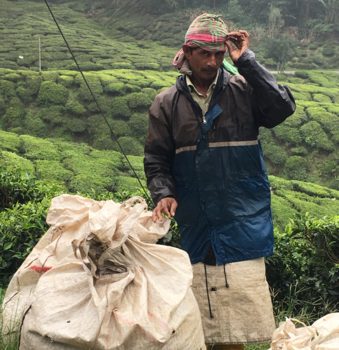 Cameron Highlands - Teatime