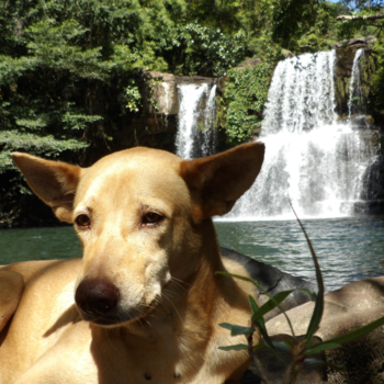 Koh Kood - Doggy under Klong Chao waterfall
