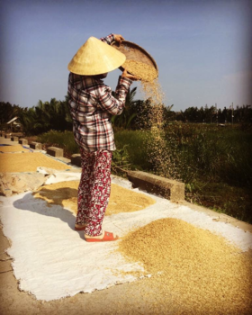 Hoi An - Rijst drogen