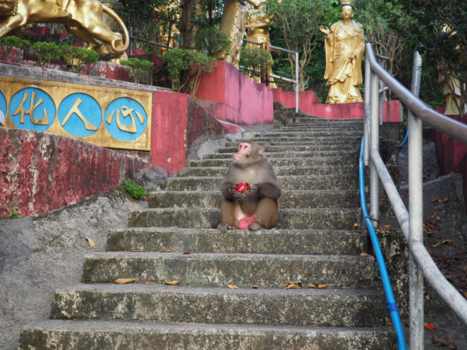 Hong Kong - 10.000 buddha's