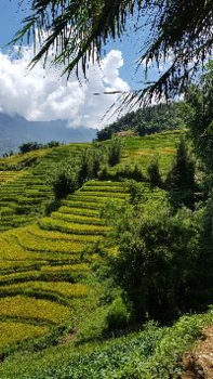 Vietnam - Prachtige rijstvelden in Sapa