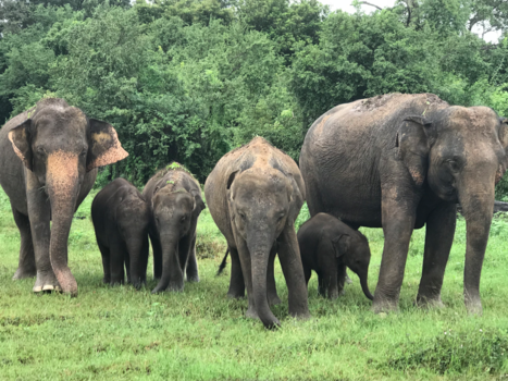 Sri Lanka - Familie Opstelling