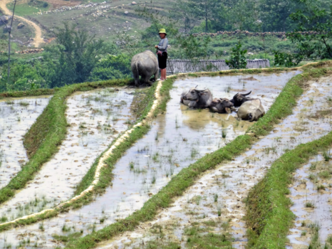 Vietnam - Het mooie landschap van Sapa
