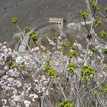 China - Chinese muur in het voorjaar