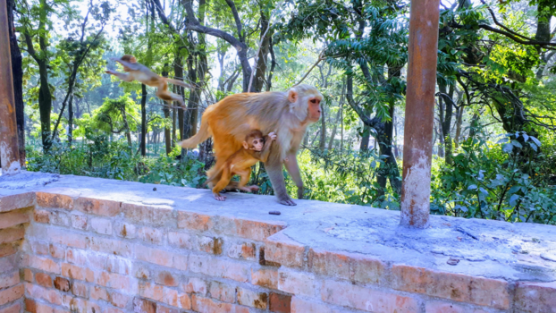 Nepal - Kathmandu monkeys ❤