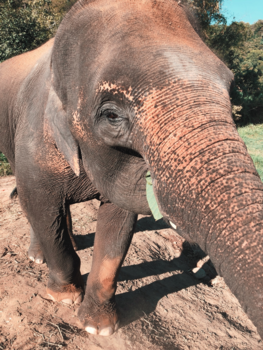 Thailand - Elephant recovery centre