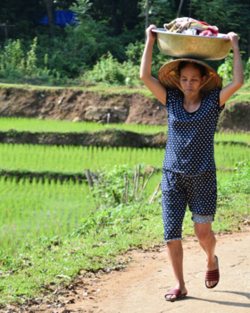 Vietnam - Working on the ricefields