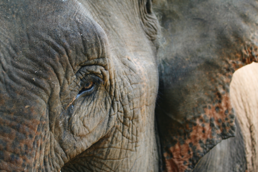 Laos - Eye to eye (elephant)