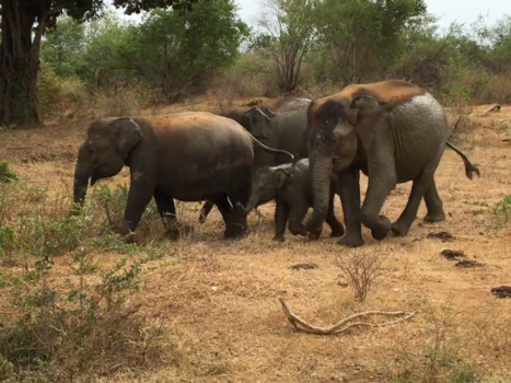 Sri Lanka - All good things are wild and free