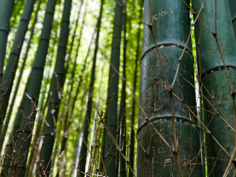 Japan - Graffiti in Hirashiyama