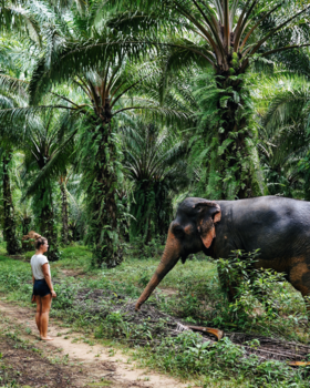 Thailand - Wandelen met mijn olifant