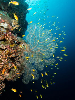 Bohol - Vuurwerk onder water