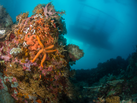 Malapascua Island - Looking up
