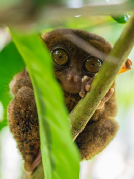 Bohol - Spookdiertje