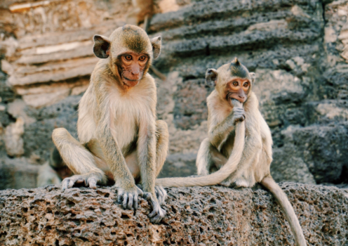 Lopburi - ‘Onschuldige’ aapjes in Lopburi, Thailand