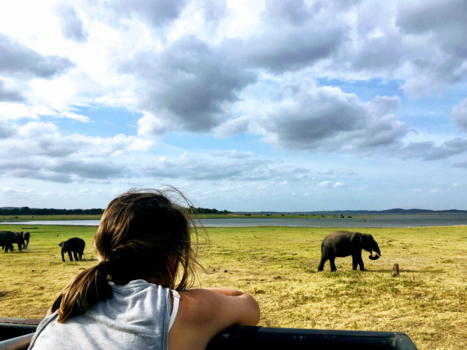 Sri Lanka - Free the elephants