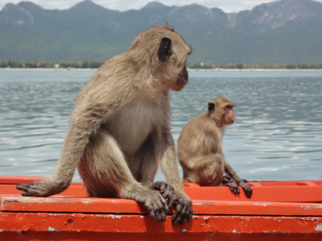Rondreis Noord-Thailand - Monkey Island