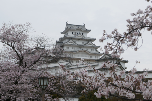 Japan - Kersenbloesem bij Himeji Kasteel