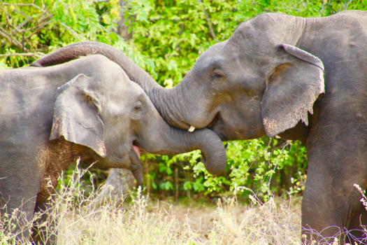 Sri Lanka - Big love