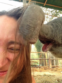 Chiang Mai - Kiss me, baby (elephant) 💋