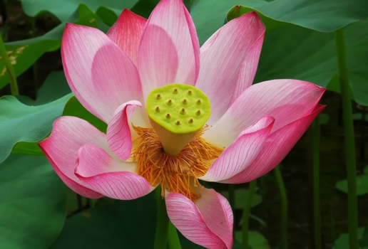 Yangshuo - Lotus in bloeie