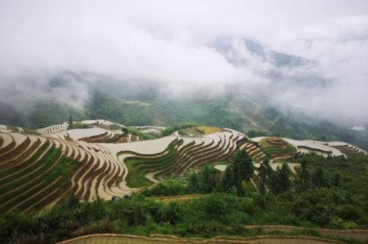 China - Reisvelden van LongJi