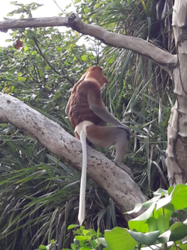 Rondreis door Maleisisch Borneo - Money