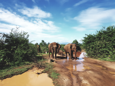 Sri Lanka - Wild elephants