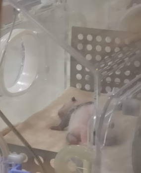 Chengdu - Baby panda